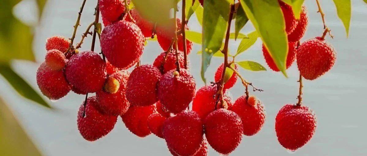 莆田荔枝红了!快来绶溪公园解锁荔枝味的夏天~~_千年_历史_延寿