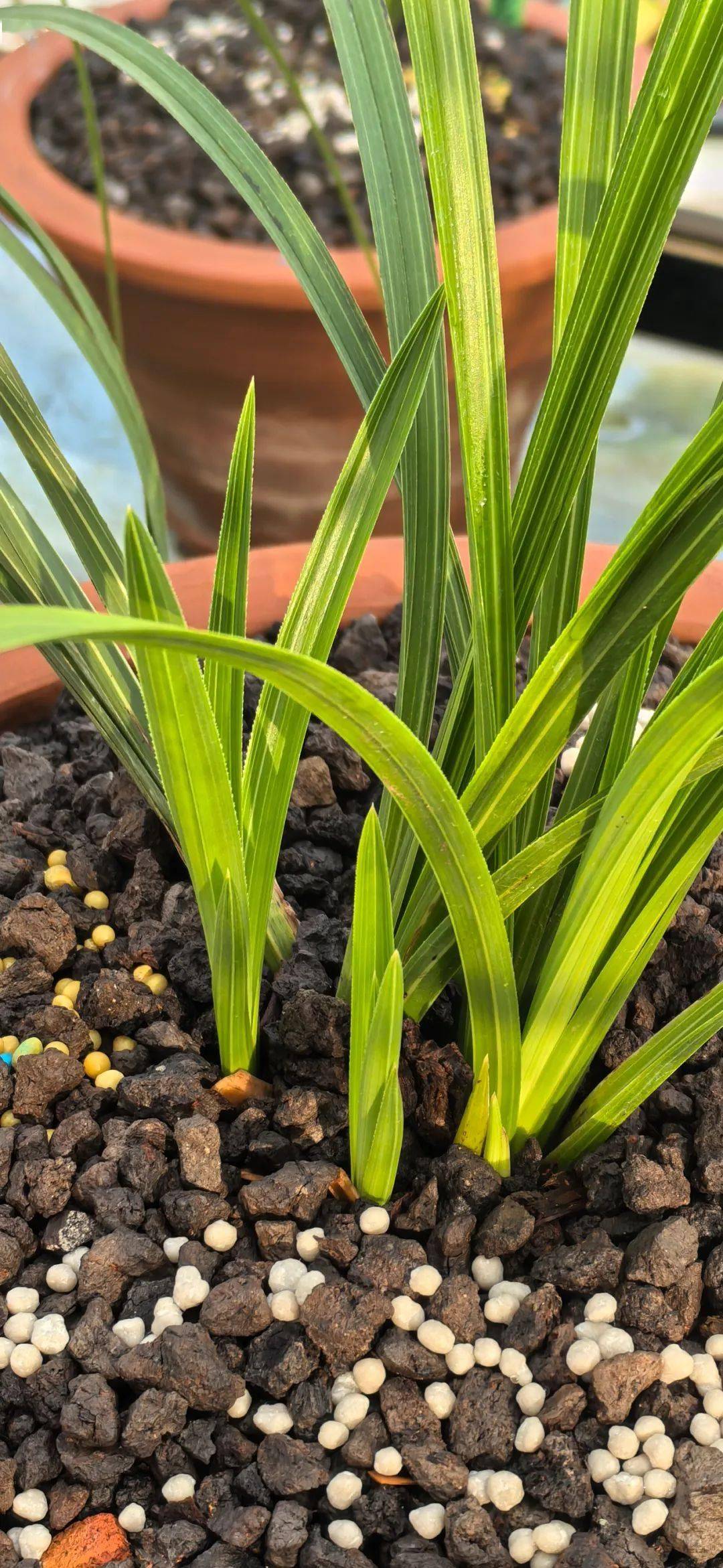 1328:散射阳光给足后的兰花