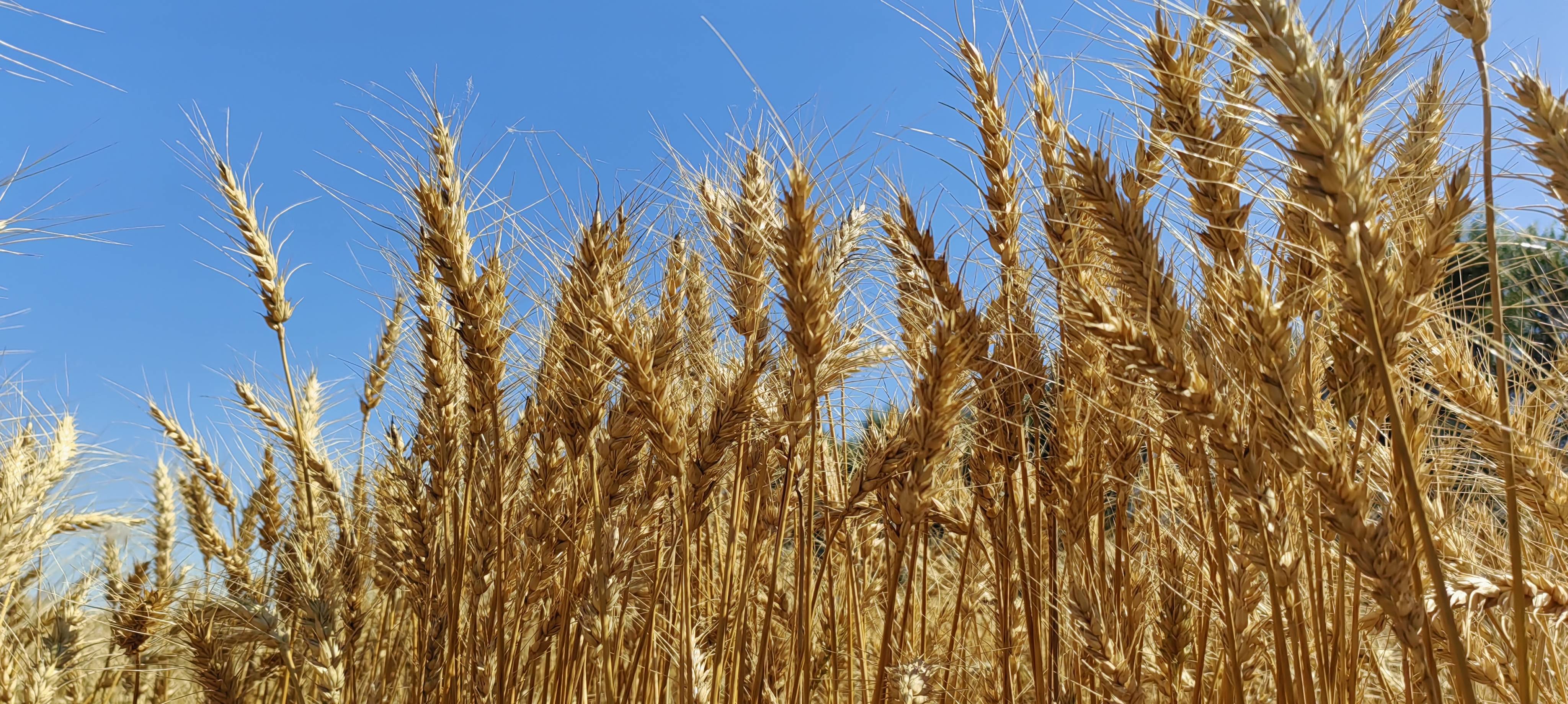 小麦收割忙 田间好"丰"光