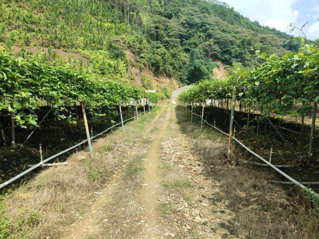 华安百香果丰收啦,每一口都是幸福的味道~