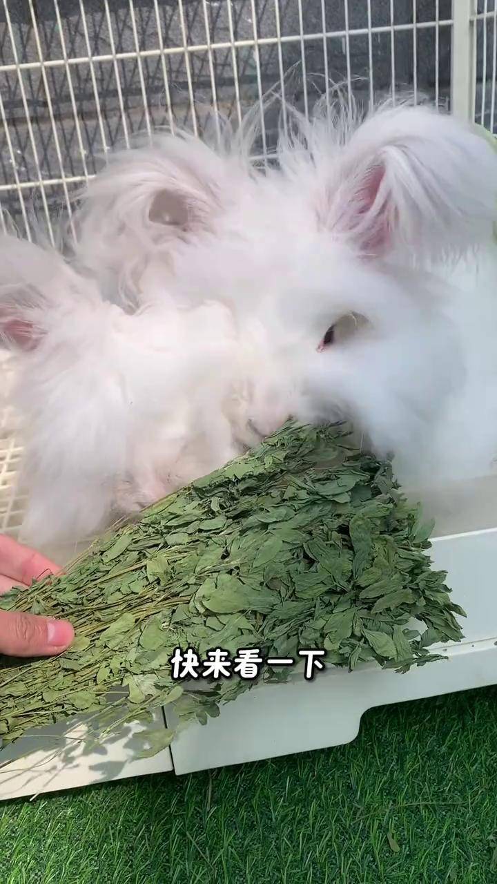 兔子吃的烘干苜蓿草 小兔子吃东西 兔子吃什么 喂兔子 养兔人