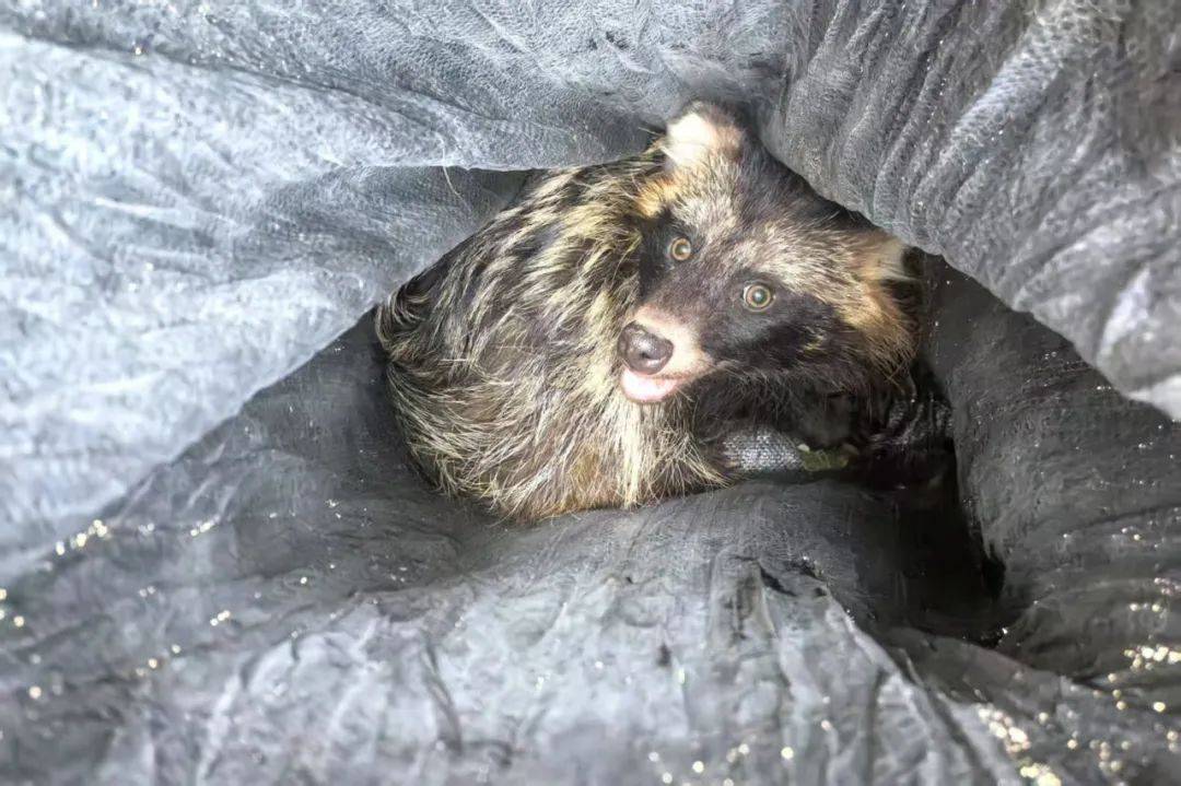 野生獾闯入鸡圈,密云消防抓捕后放生