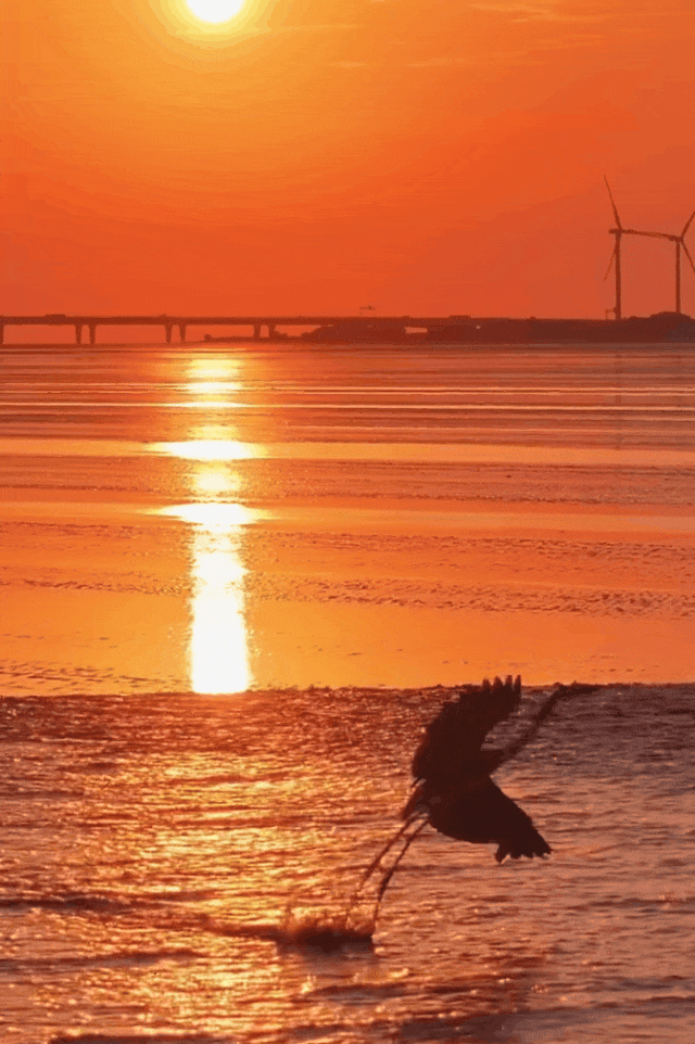 摄影_黄启东_白鹭群