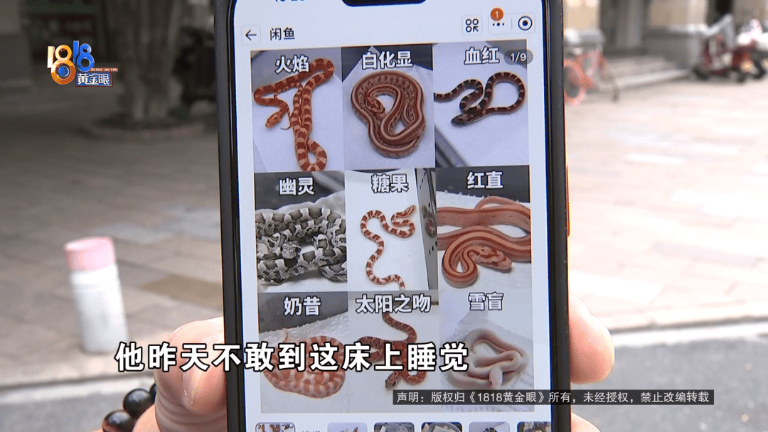 10岁孩子看到床上有蛇被吓到不敢睡觉，楼上业主：喂食的时候跑出来了