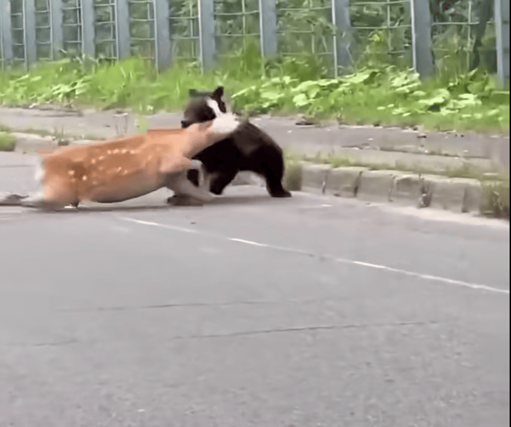 日本北海道一头熊当街猎杀活鹿：鹿被撕扯颈部发出哀鸣；交通一度瘫痪，有路人下车拍摄，现场视频曝光