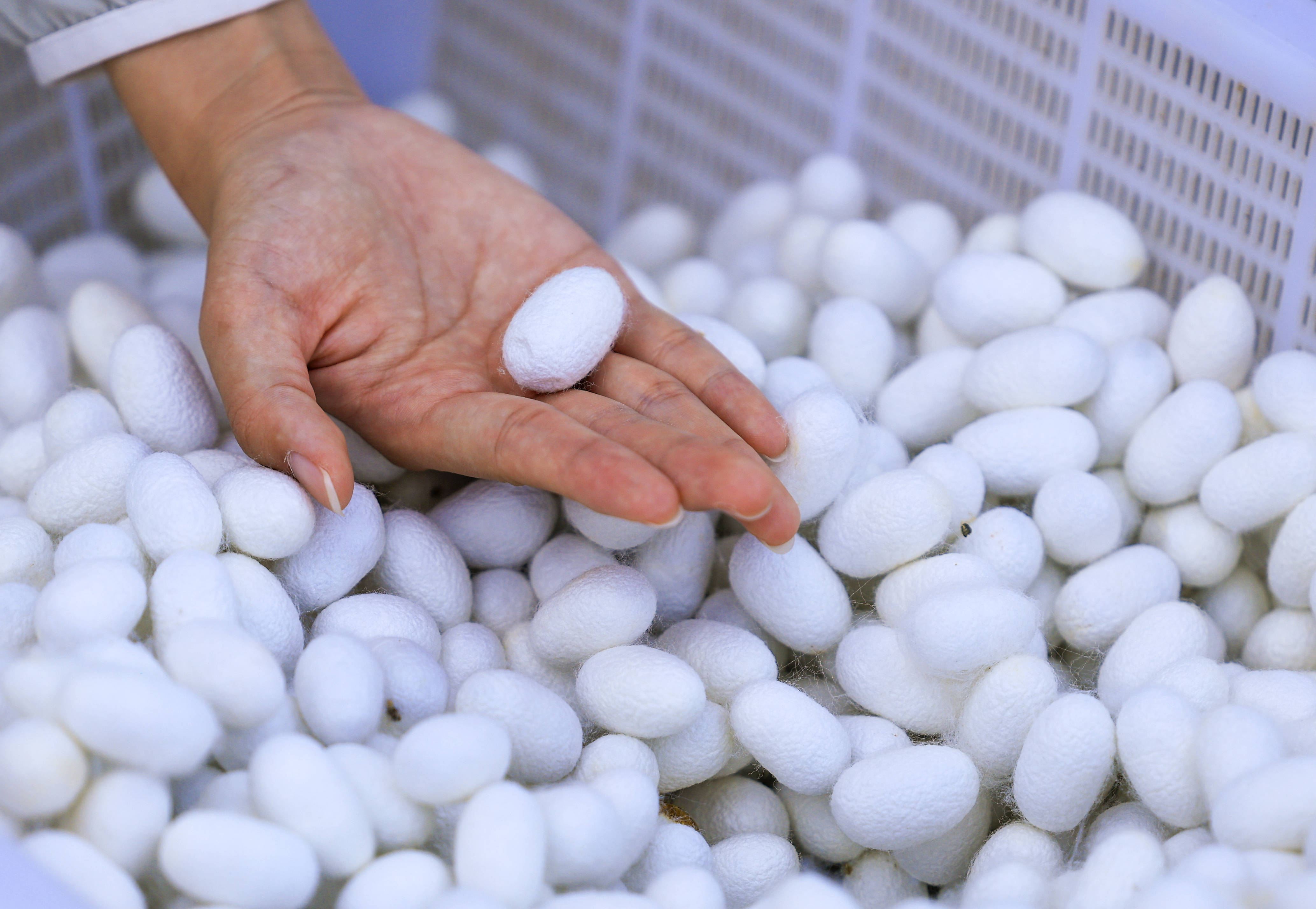 新疆乌苏:桑蚕茧产业拓宽乡村振兴新"丝"路