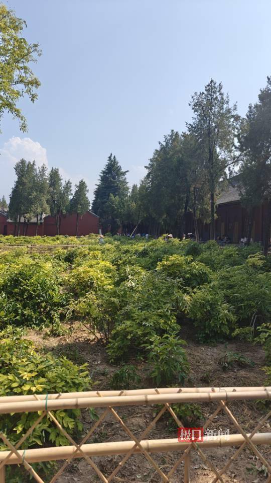 实探印乐方丈管理下的白马寺：僧人顶着38摄氏度高温种地，义工称寺里一直是农禅并重