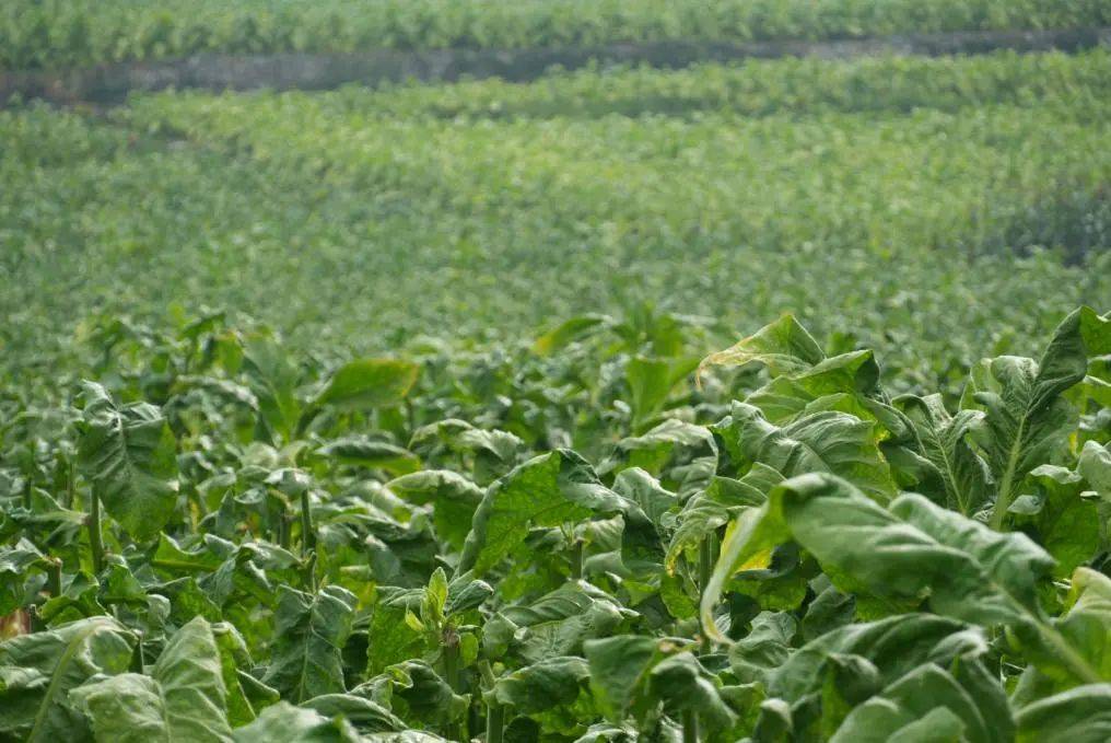 大方县牛场乡:"绿叶"变"金叶",助力乡村振兴