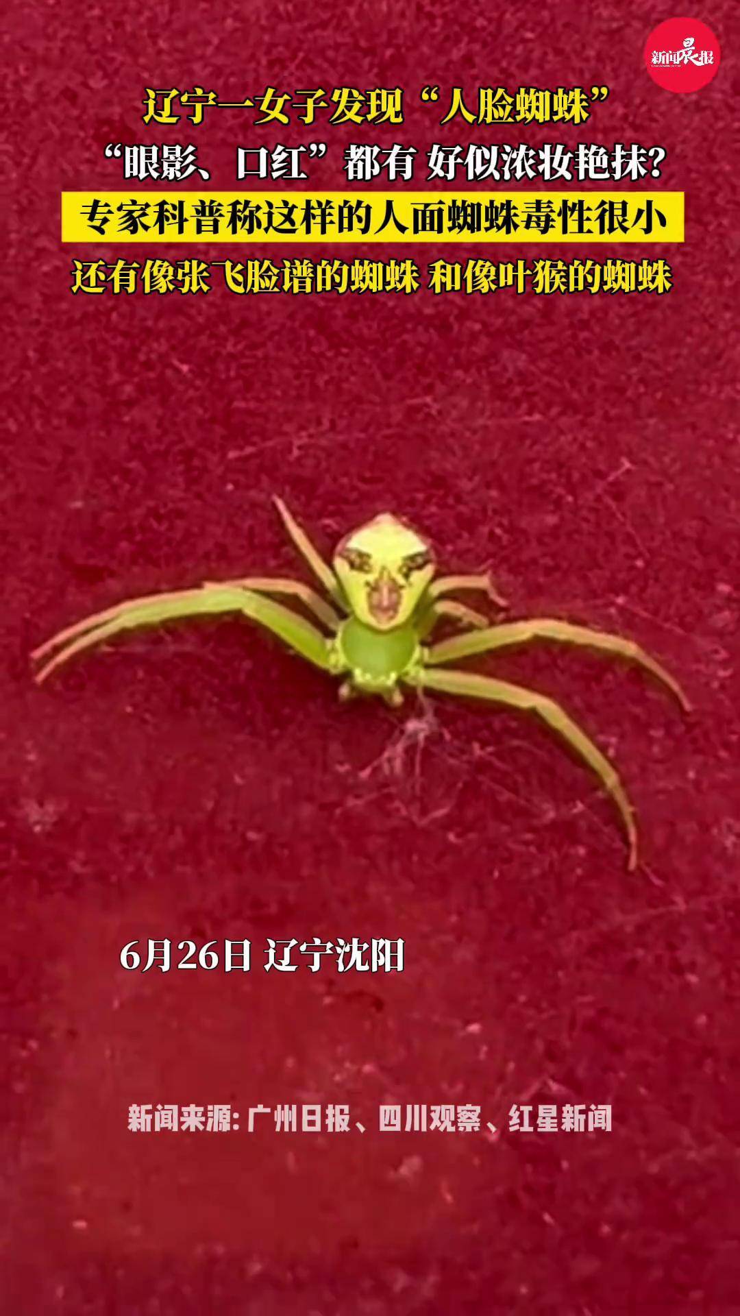 专家科普称人面蜘蛛毒性很小 这种三突尹氏蛛"浓妆艳抹",好似人脸?