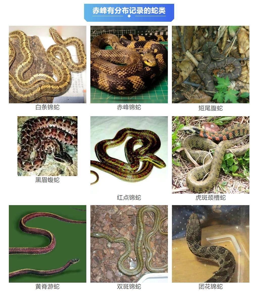 内蒙古赤峰有人拍到了“鸡脖子蛇”，有毒！千万小心！
