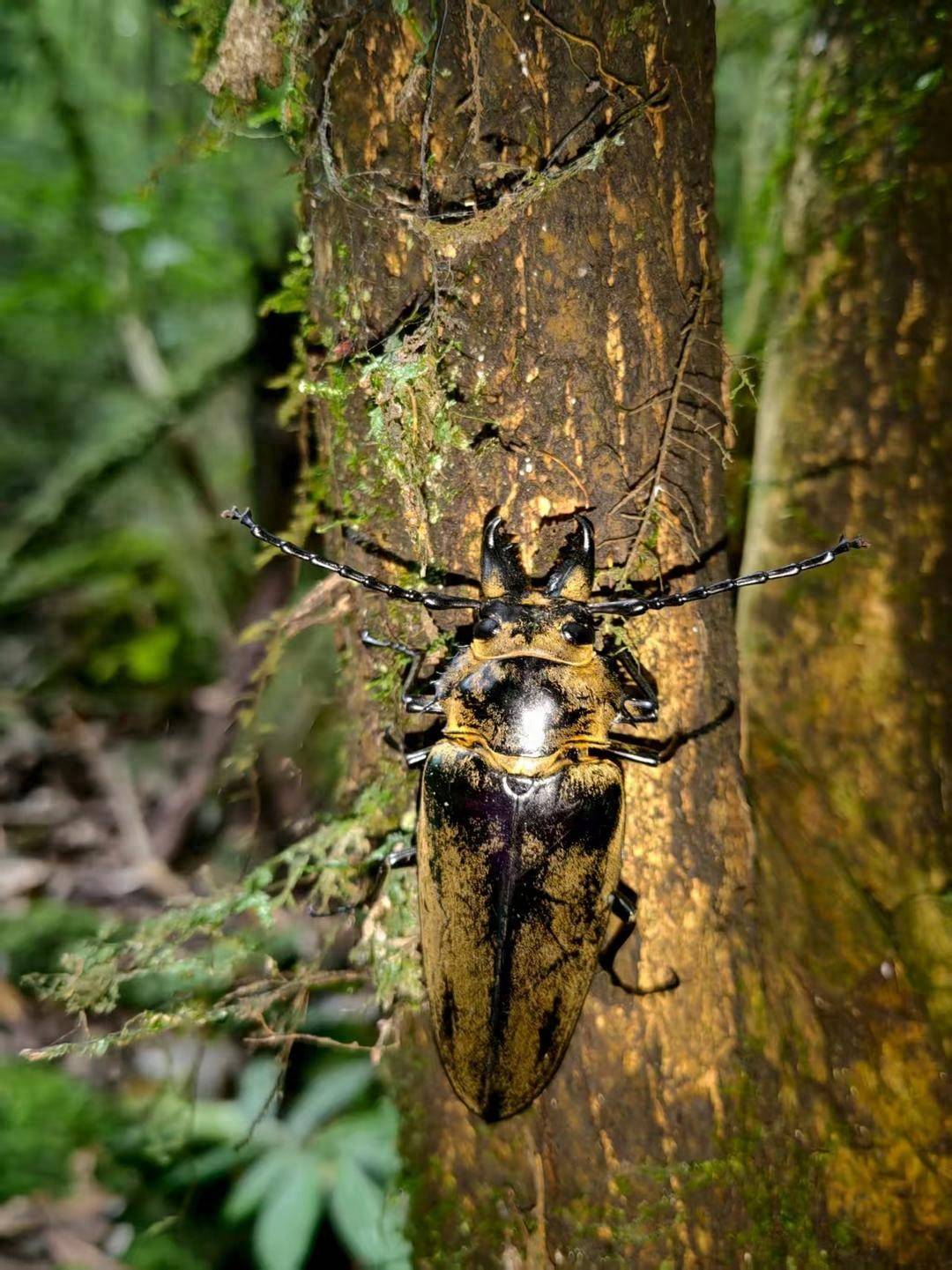 云南哀牢山发现的“威氏王天牛”，原来不是“天牛”！最新解读