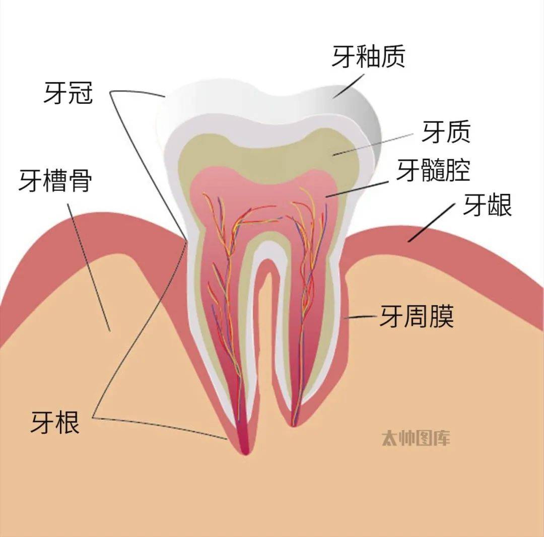 可怕的根管治疗手术或将退出江湖