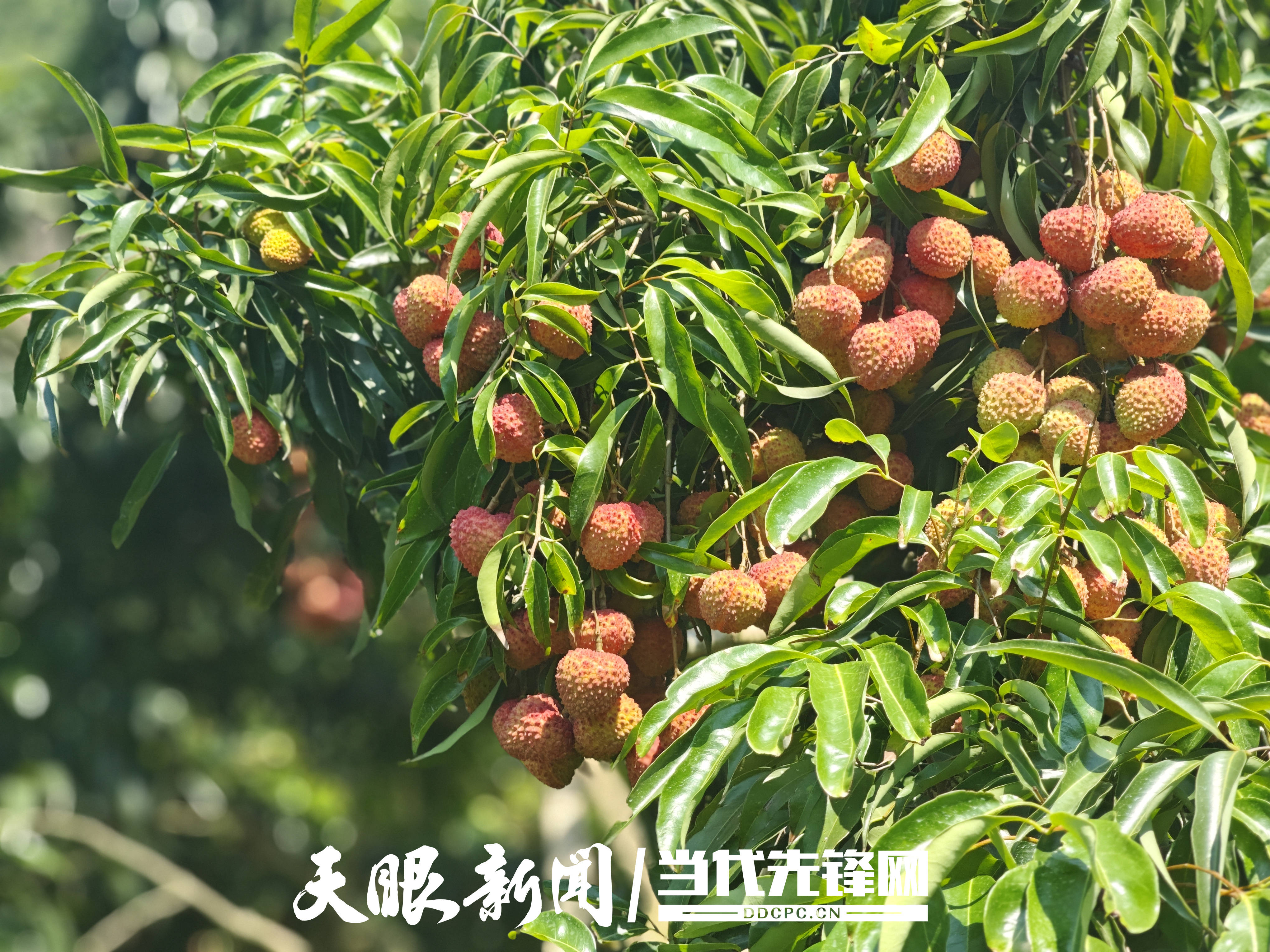赤水市元厚镇:夏日甜蜜果“荔荔在目”_荔枝_林村_桂圆