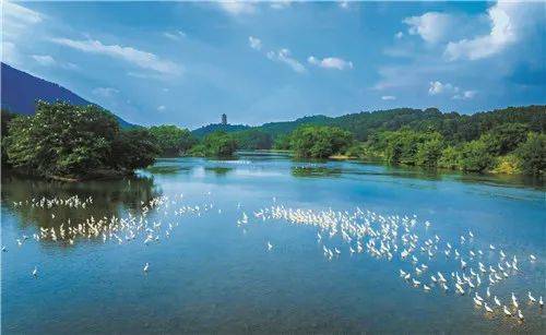 湖南"两山"故事丨永州双牌:日月湖湿地重生的绿色答卷