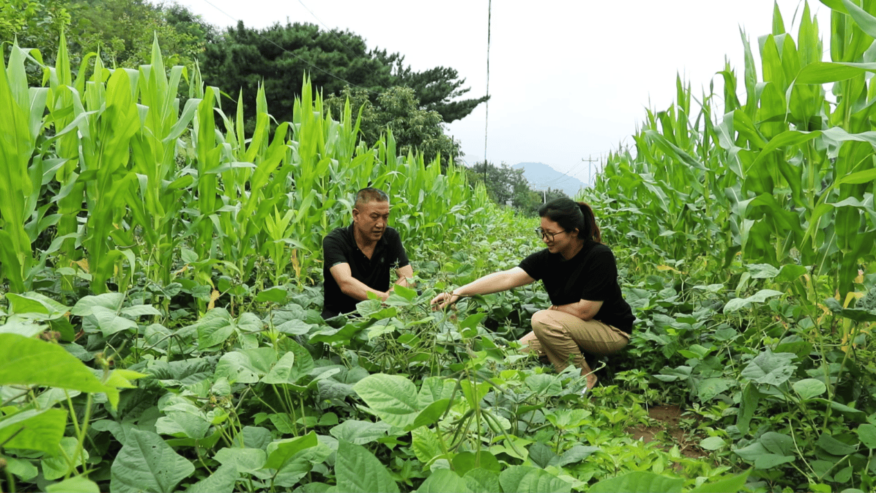 清凉观赏旅迎河北游客最佳路线__河北省清凉山
