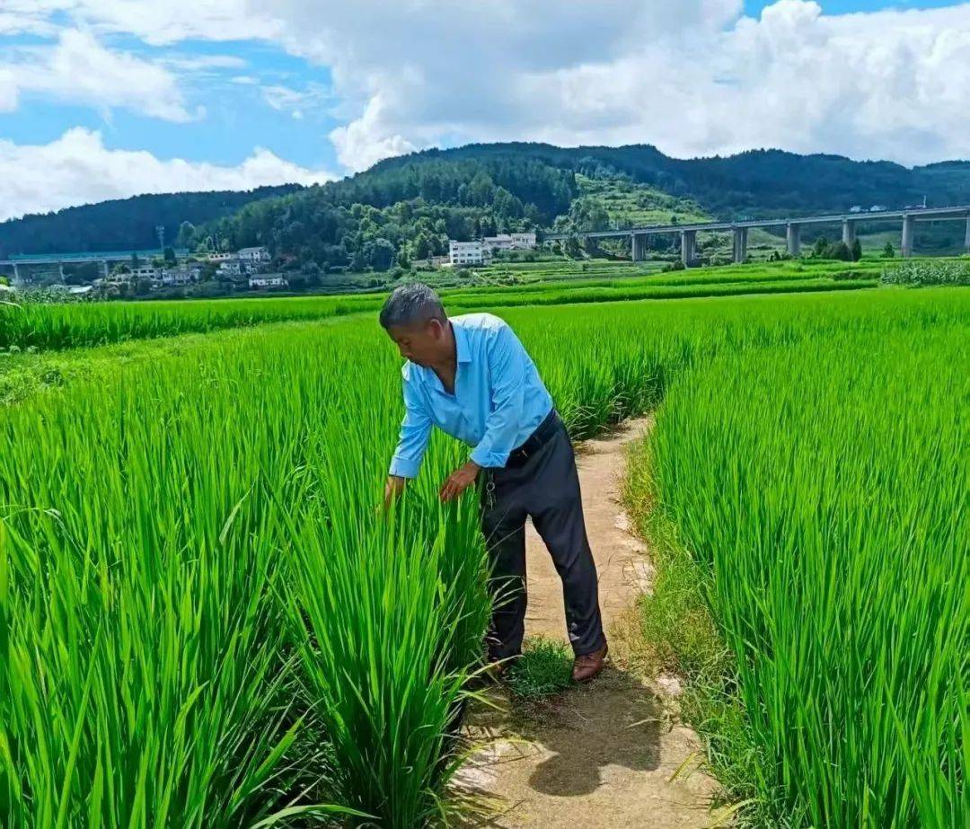 开阳县毛云乡:水稻田间管护忙 农技护航促丰收