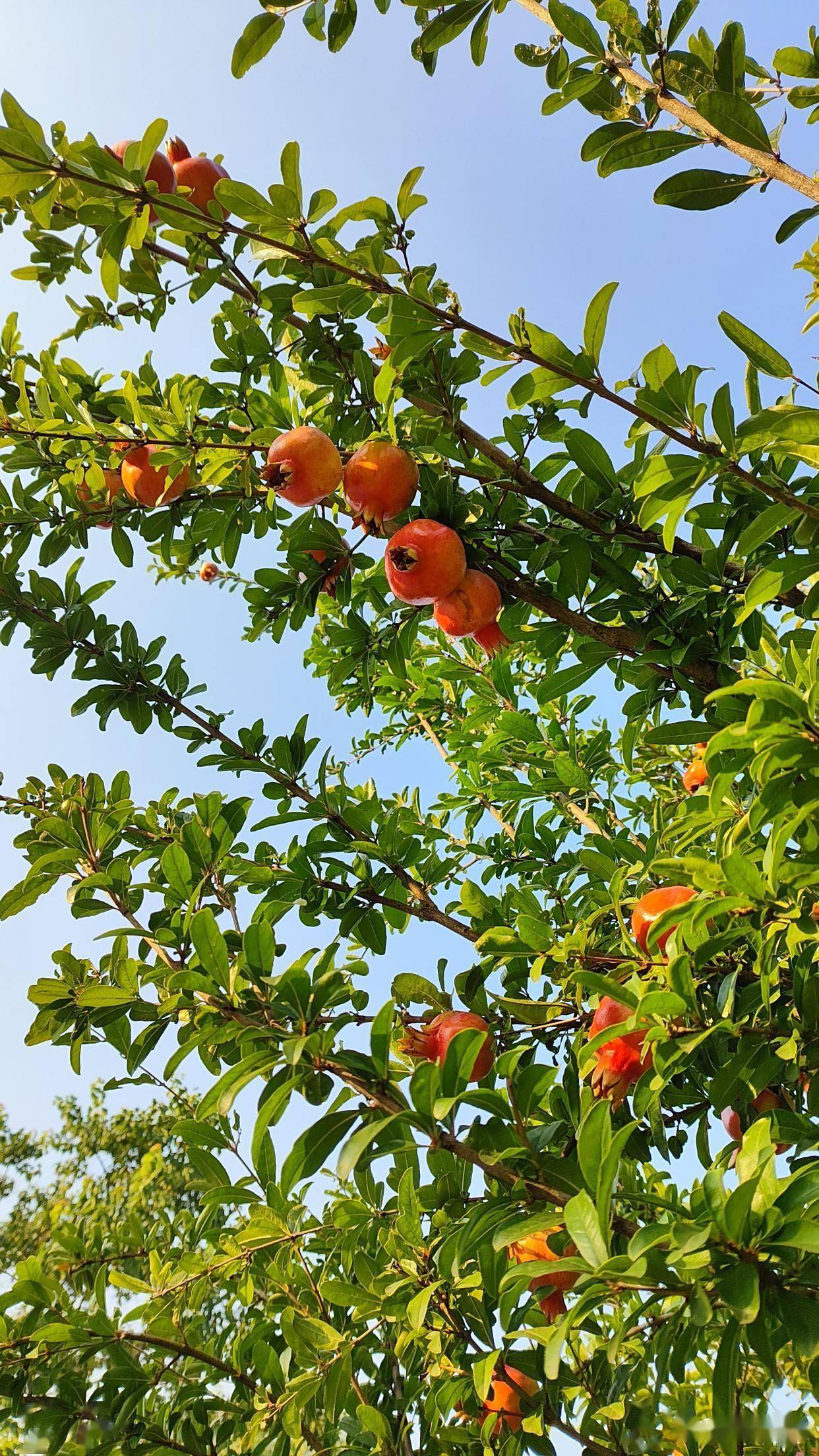 与石榴有关的有趣小故事