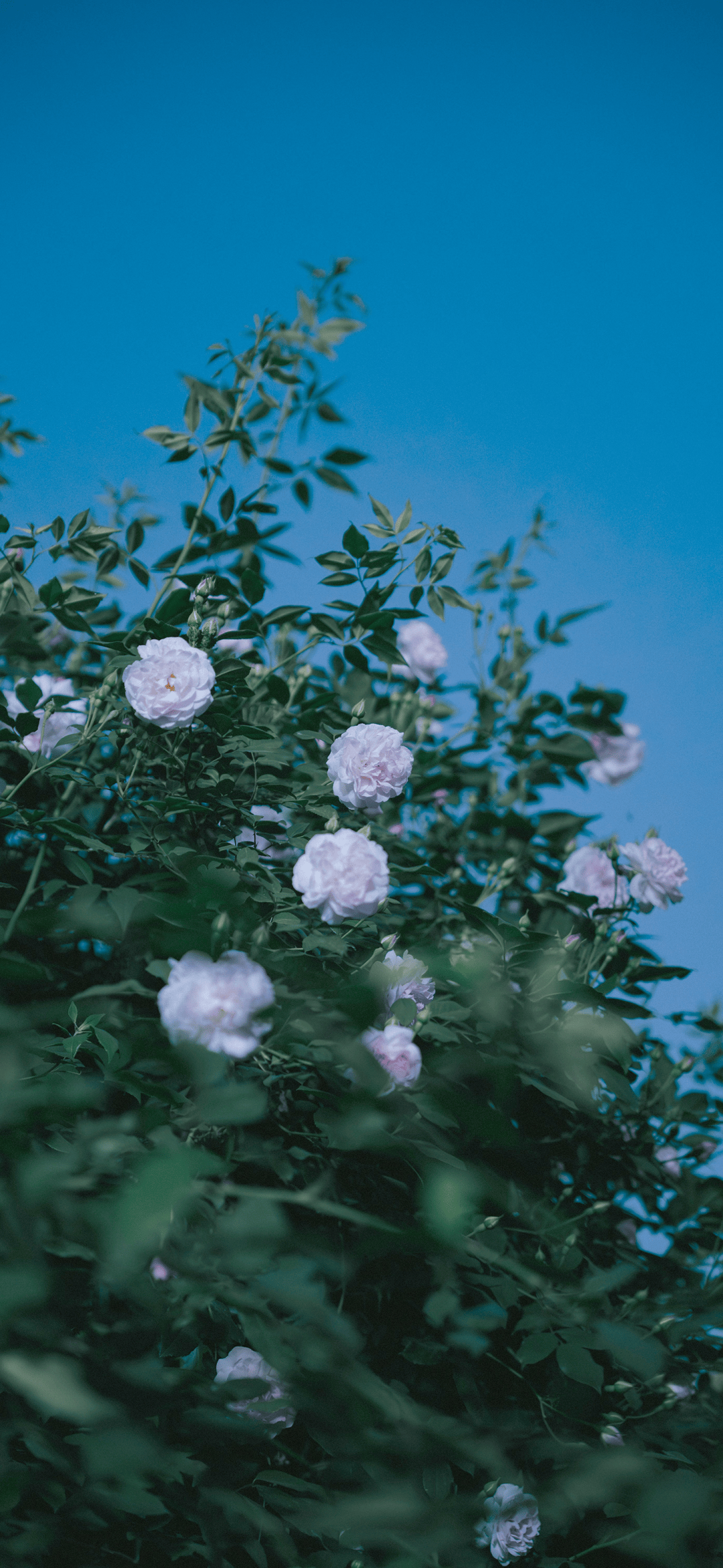 高质量风景壁纸 / 专辑封面做壁纸