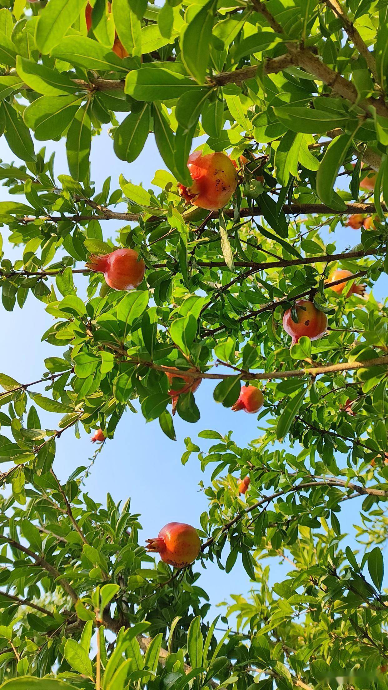 石榴果:自然界的红宝石,跨越千年的甜蜜密码