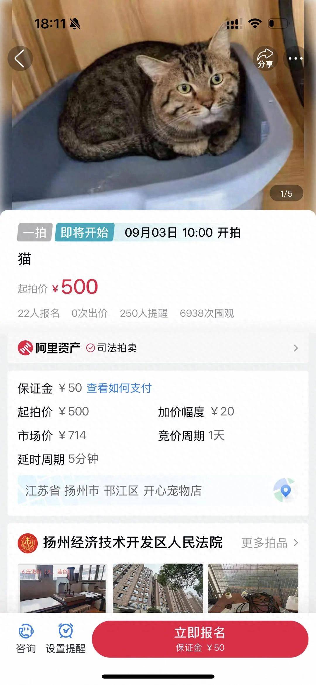 狸花猫“卖身”抵债，起拍价500元，宠物店：法院送来寄养