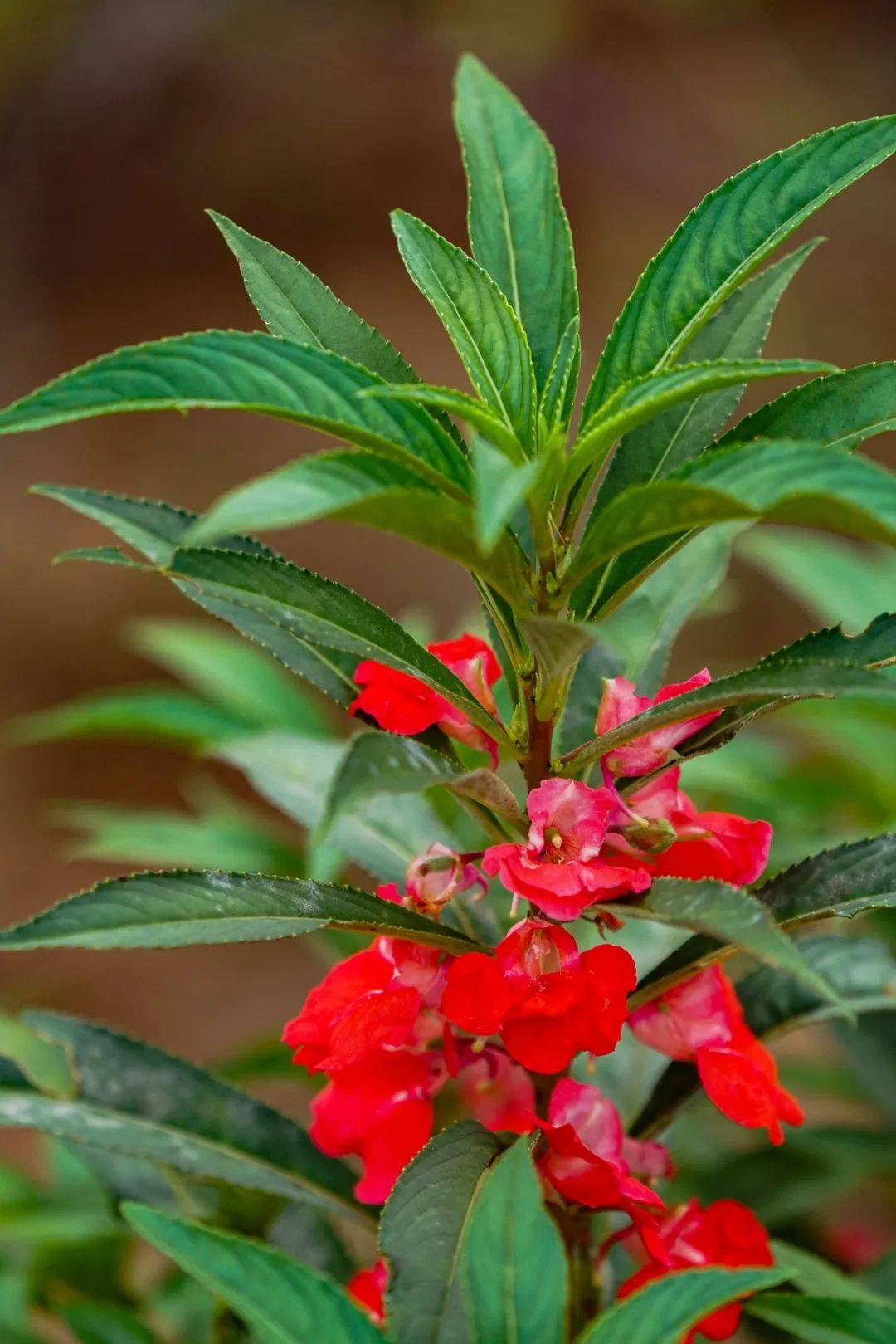 石蒜为什么叫死人花