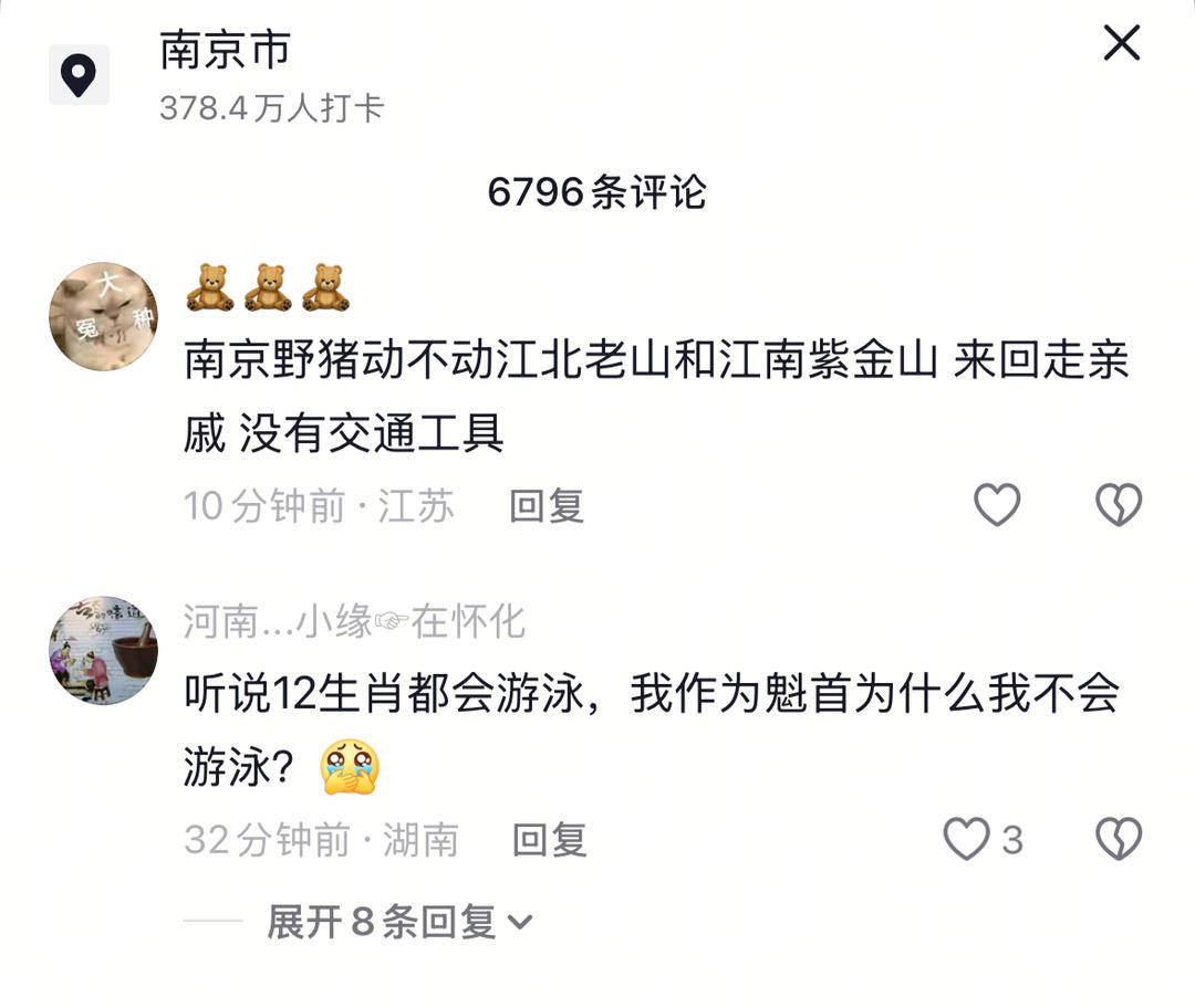 南京六头野猪组队渡长江，网友：天蓬元帅天上管水军的