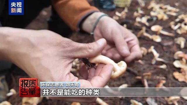 云南大理“采菌游”爆火 无序采摘已引发多起警情