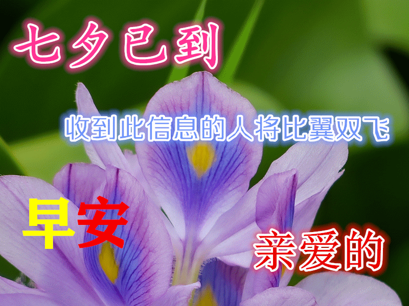 2025年最新七夕情人节温馨祝福语图片七夕唯美祝福图片大全