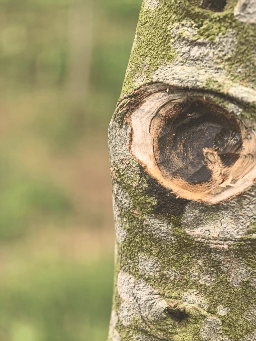 一块"烂木头",竟然比黄金贵30倍!