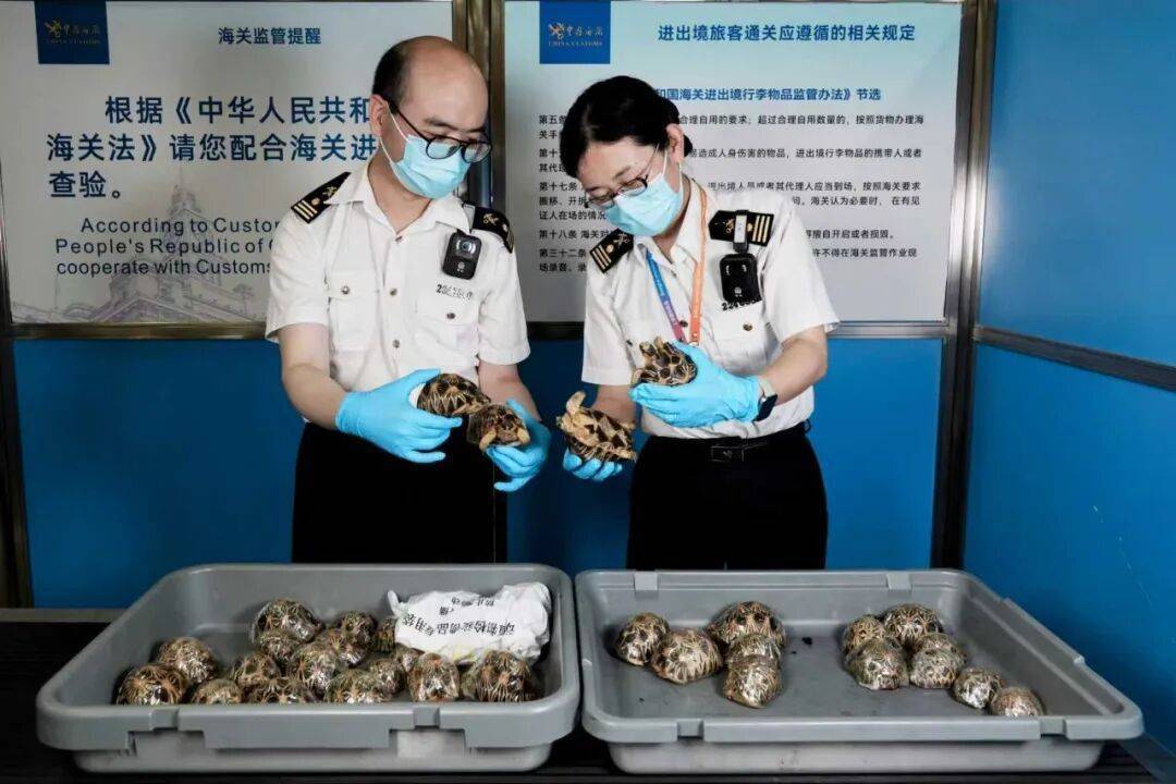 藏在鞋子里！包薄膜、套袜子、再塞鞋......47只陆龟被上海海关查获