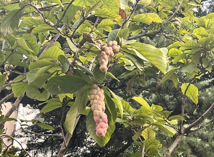 不要吃、不要捡！这种果子近期在街头出现