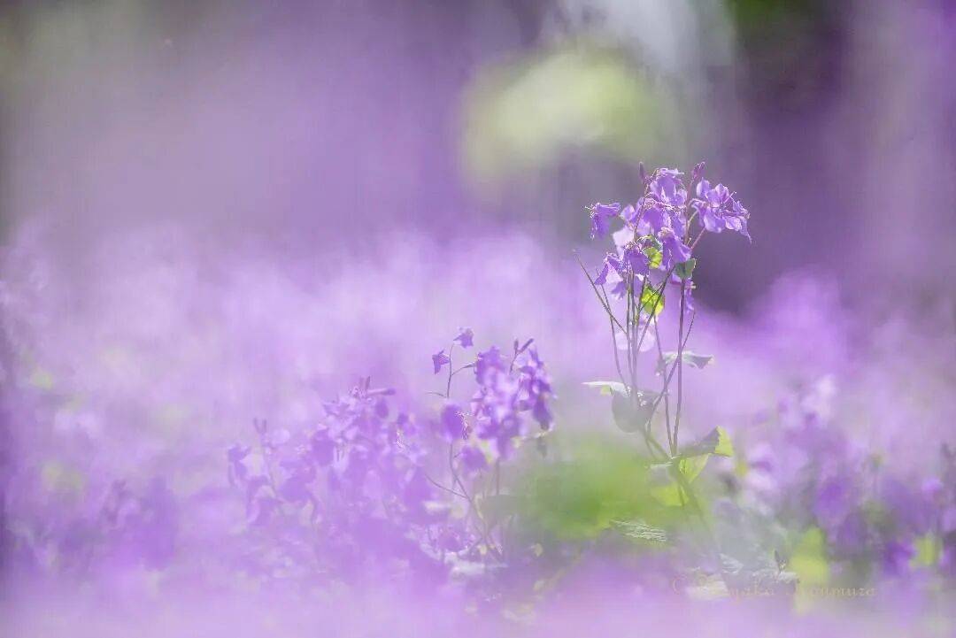 清新淡雅,唯美花卉