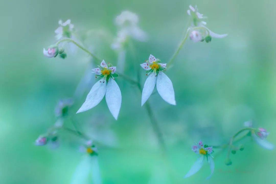 清新淡雅,唯美花卉