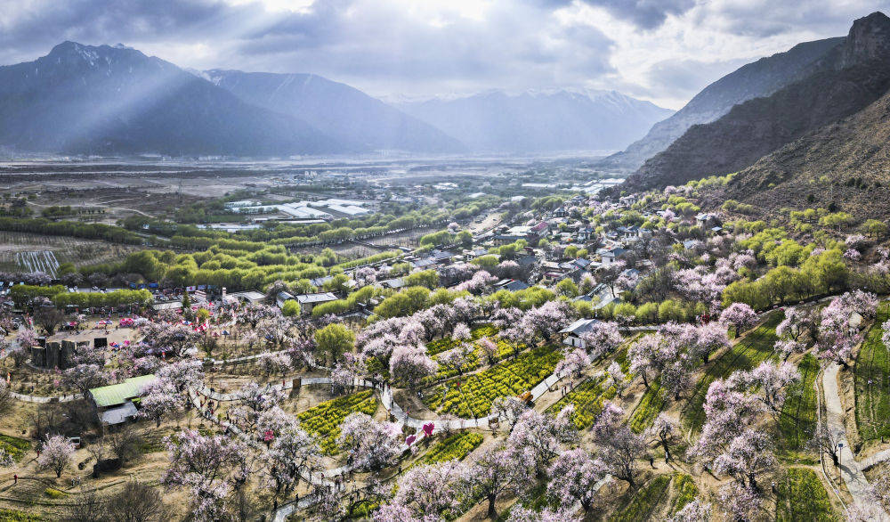 学习·知行丨总书记牵挂的“桃花源”开出“致富花”