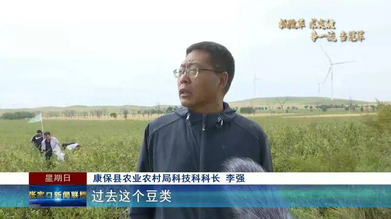【抓改革 求突破 争一流 当冠军】科技赋能秋收 张家口食用豆全机械化收割按下“快进键”