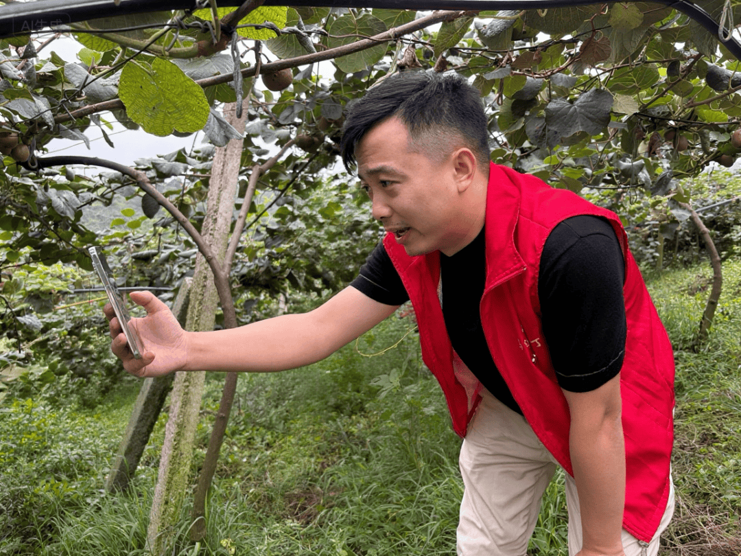 荣丁镇：“挖呀挖”挖出黄金果？党建引领的猕猴桃园“赢麻了”！