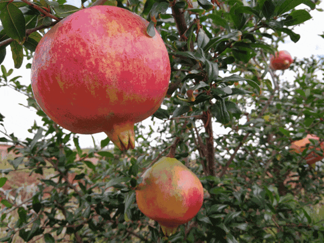 会泽盐水的软籽石榴熟了!