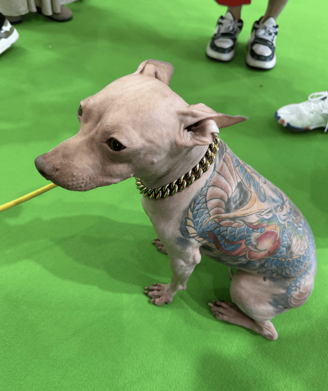 亚宠展惊现无毛纹身犬,眼神躲闪,动作畏缩