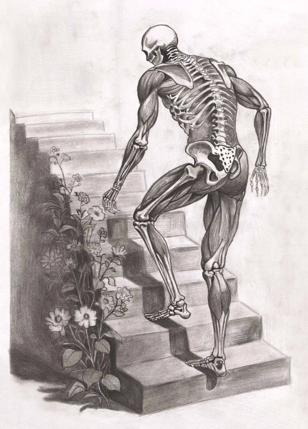 绘生命之形,悟医学之美∣第四届人体解剖素描大赛优秀作品线上投票