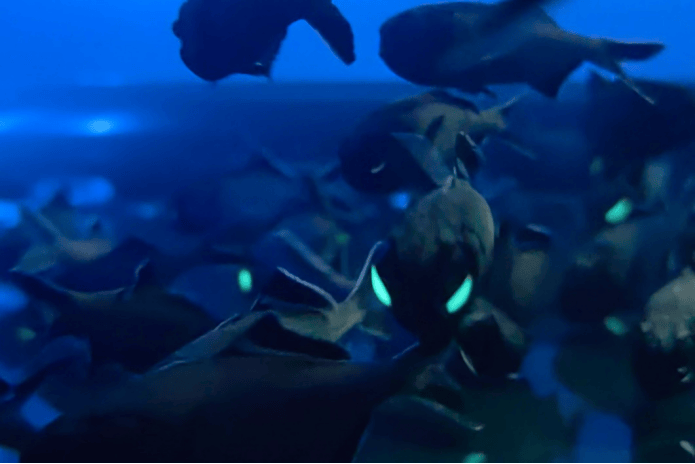 “看，谁在海里发光！”金秋十月，来上海海洋水族馆寻找会发光的海洋精灵