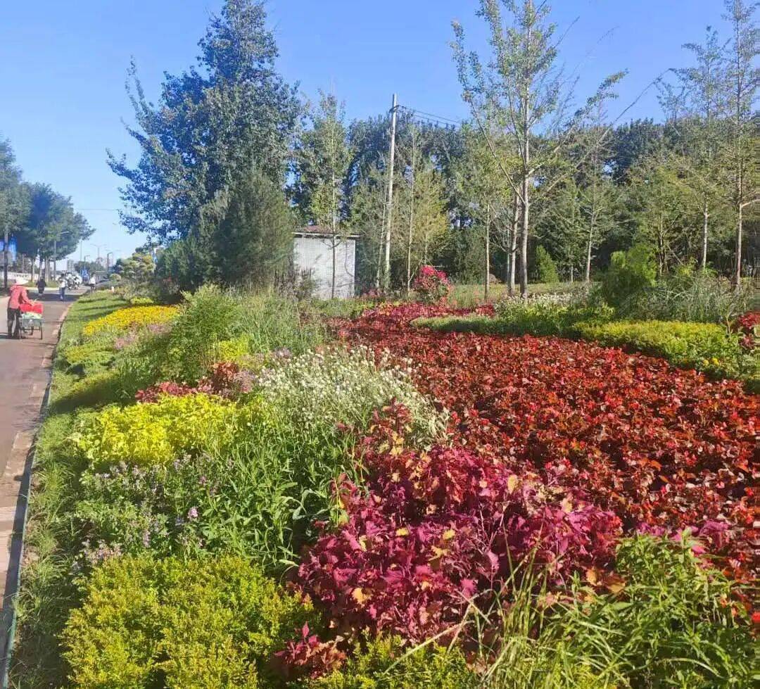 花卉景观布置迎国庆 通州区多处花景扮靓人居环境