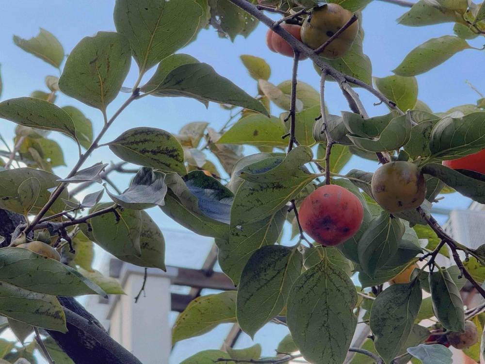 宁波人热得忍不住发问：怎么还没“入秋”？