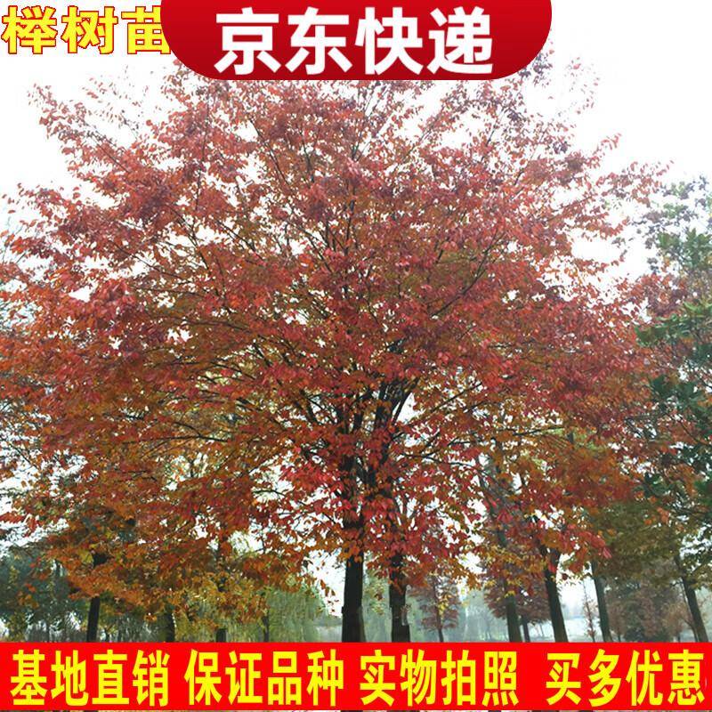 榉树树叶发黄什么原因,快来看看是不是这几种情况!_绿化_叶片_树苗