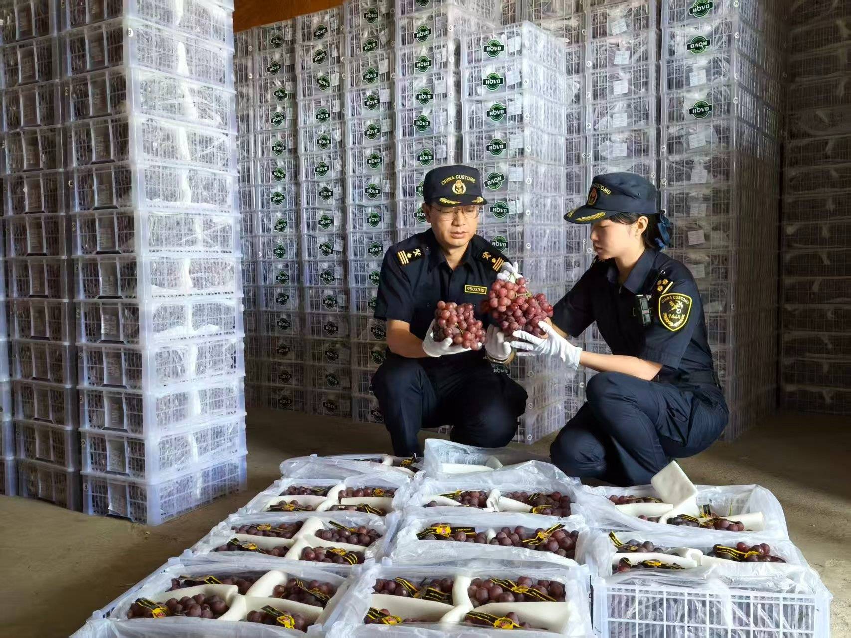 敦煌葡萄首次出口阿曼