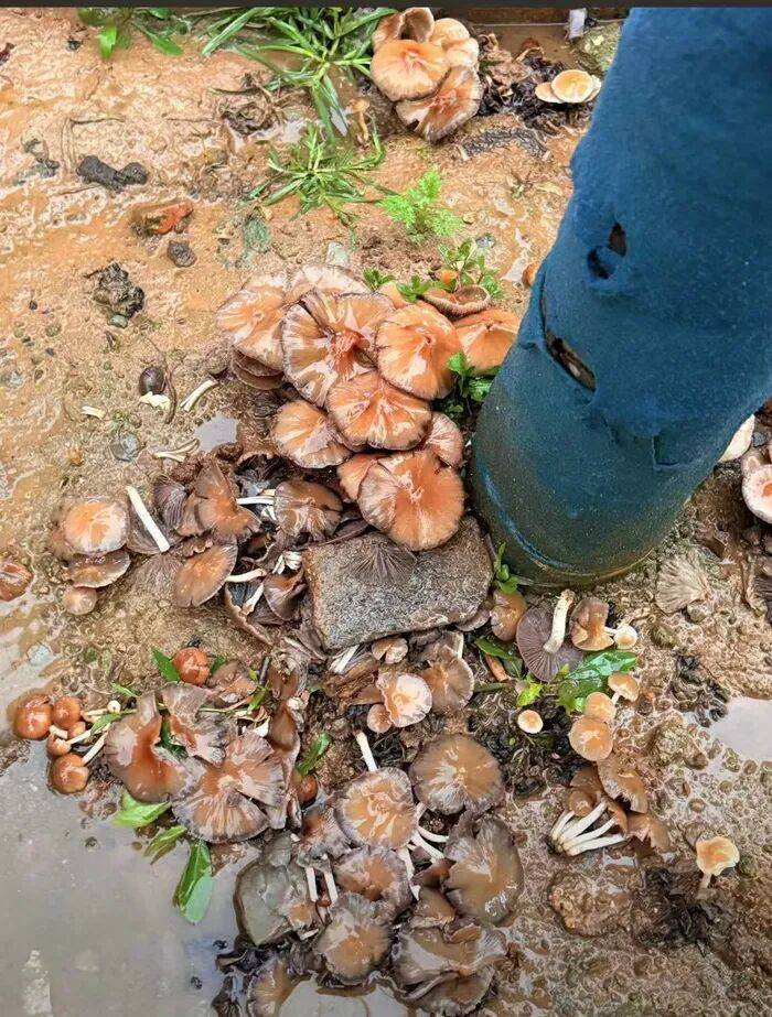 济南雨后路边长出蘑菇，医生紧急提醒：切勿食用