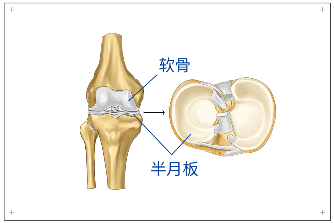 这份护膝攻略超实用