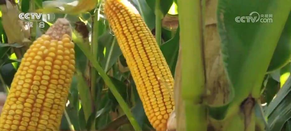 秋粮收获进入高峰期 多地“干”字当头守住粮食安全底线