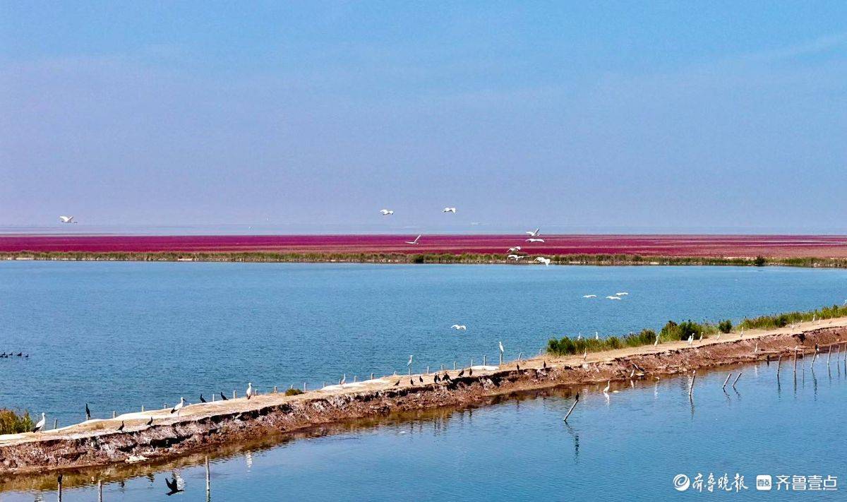 黄河三角洲的红滩湿地