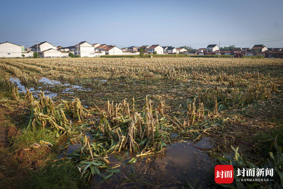 破记录秋雨致玉米发芽霉变，河南焦作种植户泥泞中忙抢收｜图集