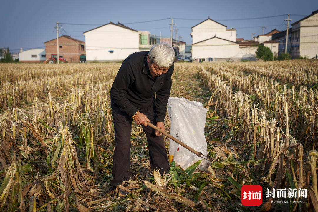 破记录秋雨致玉米发芽霉变，河南焦作种植户泥泞中忙抢收｜图集